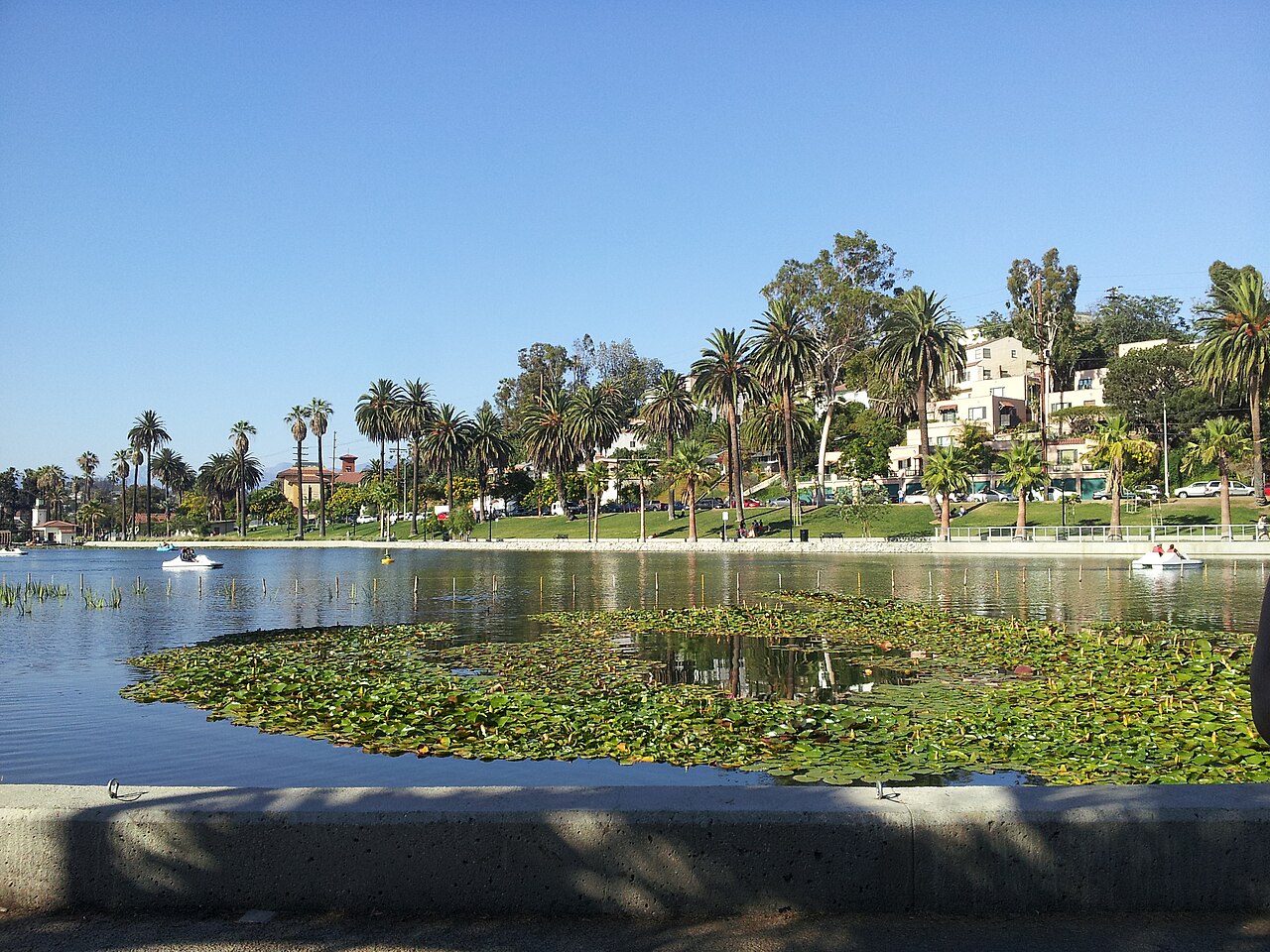 Echo Park Lake, lotus beds and palm-lined shore.