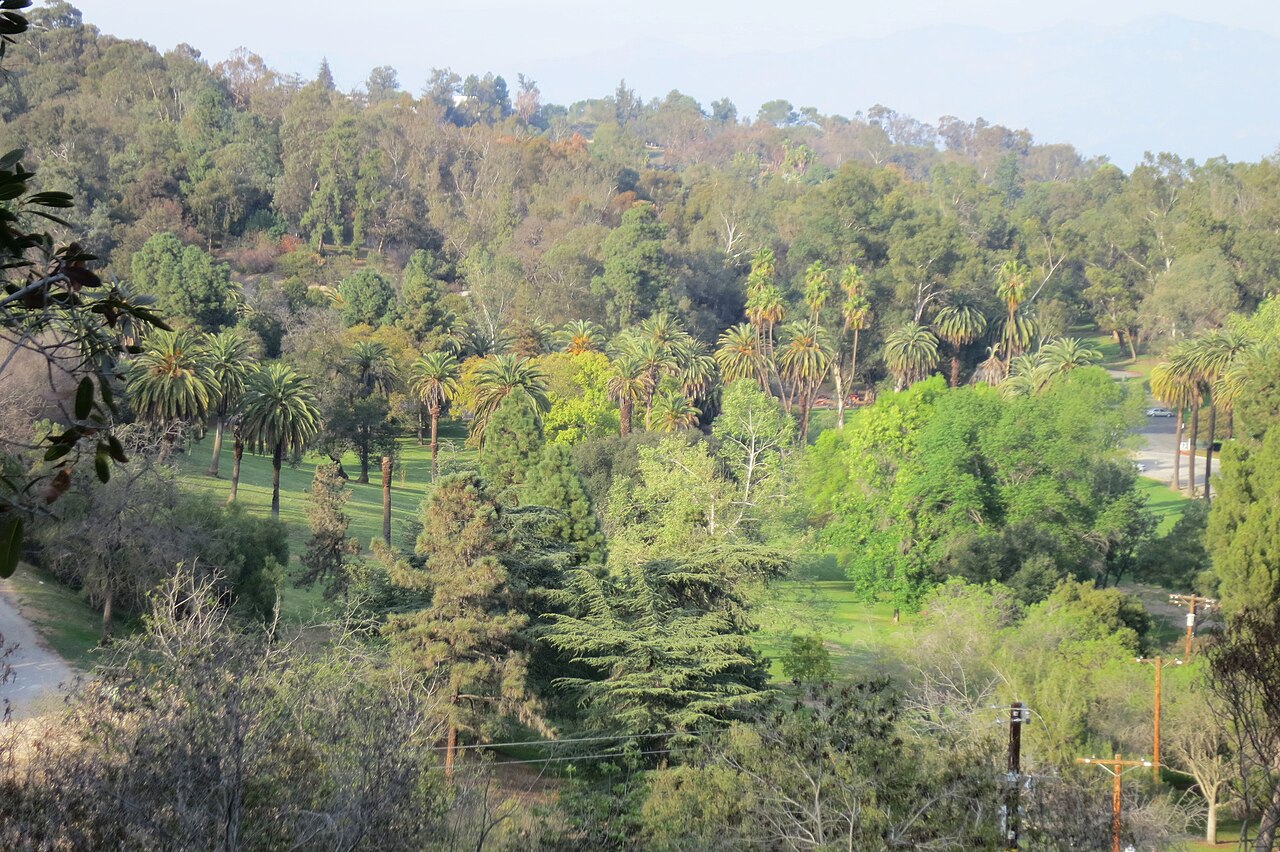 Palm-studded green slopes and parkland in Elysian Park.
