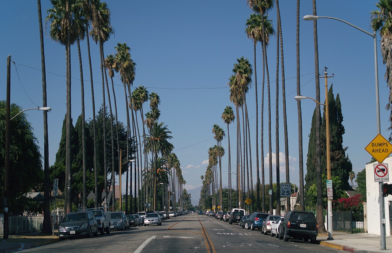 Palm-lined residential street with houses and parked cars.