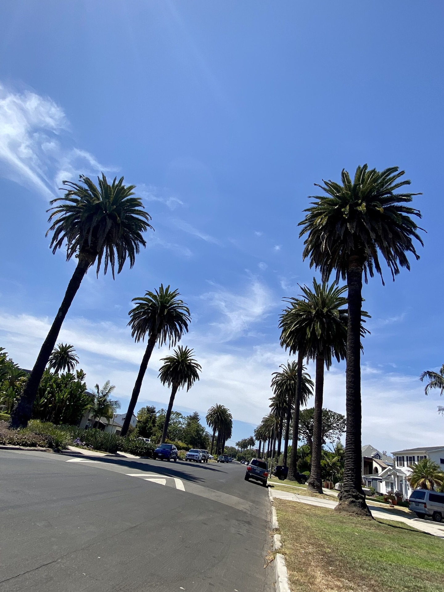 Palm-lined residential street in the Mar Vista Oval District.