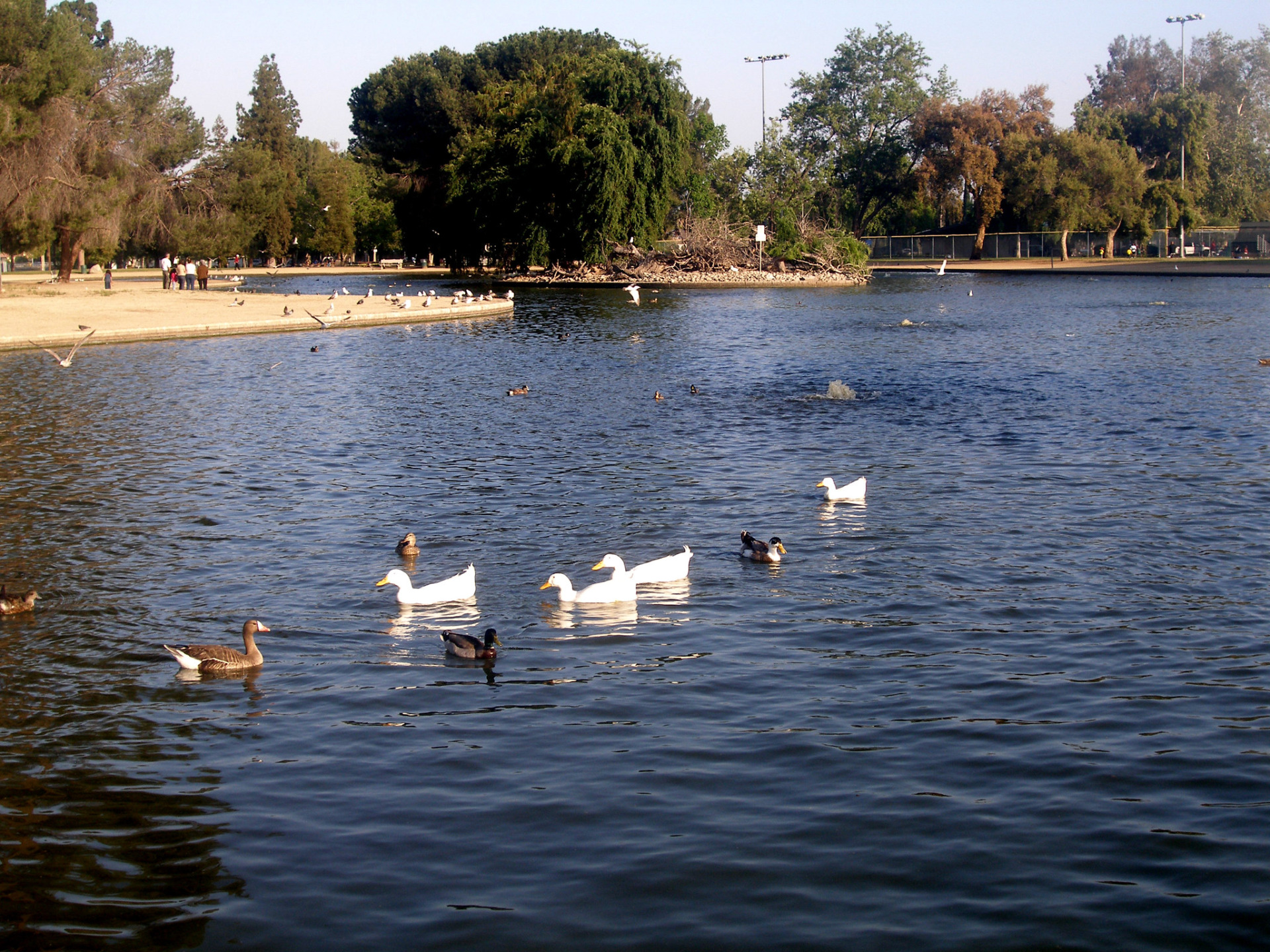 Reseda Park pond with waterfowl and a tree-lined shore